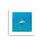 Wall Art Canvas- Lemon Shark 1