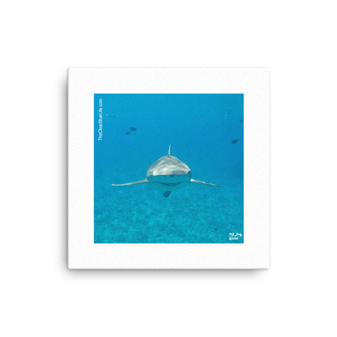 Wall Art Canvas- Lemon Shark 1