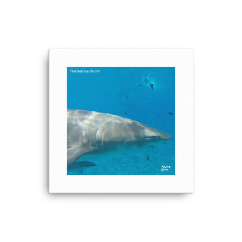 Wall Art Canvas- Lemon Shark 3