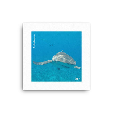 Wall Art Canvas- Lemon Shark 2